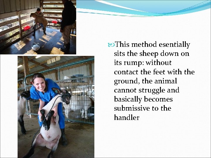  This method esentially sits the sheep down on its rump: without contact the