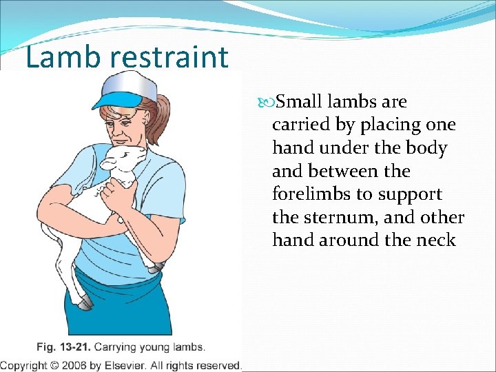 Lamb restraint Small lambs are carried by placing one hand under the body and