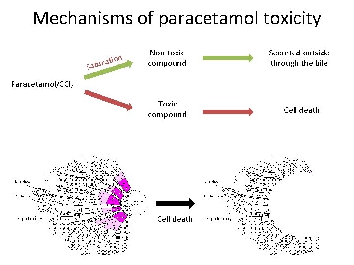 Mechanisms of paracetamol toxicity on i t a r Satu Non-toxic compound Secreted outside
