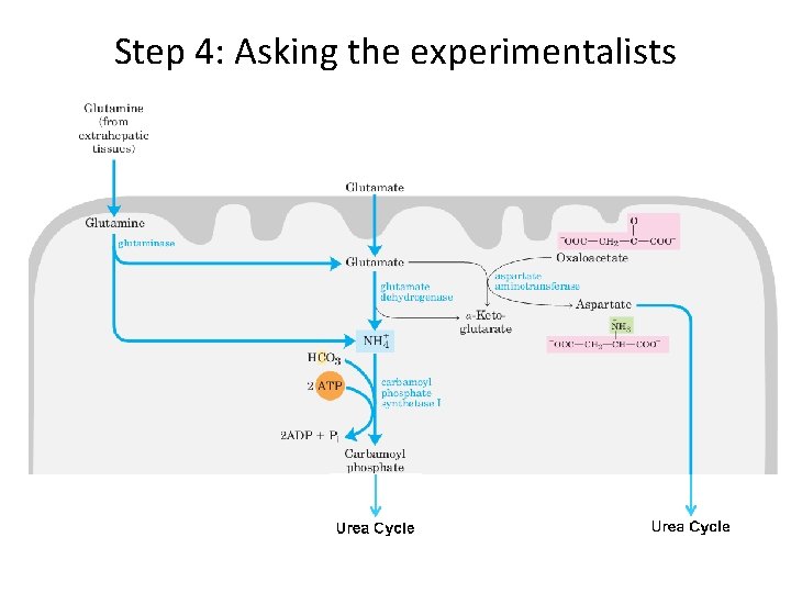 Step 4: Asking the experimentalists 