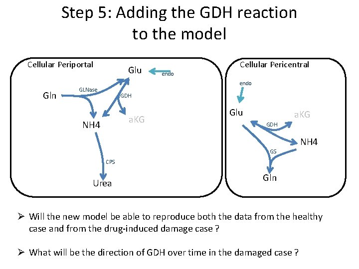 Step 5: Adding the GDH reaction to the model Cellular Periportal Gln Glu Cellular