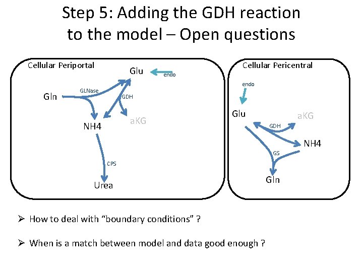 Step 5: Adding the GDH reaction to the model – Open questions Cellular Periportal