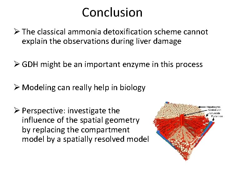 Conclusion Ø The classical ammonia detoxification scheme cannot explain the observations during liver damage