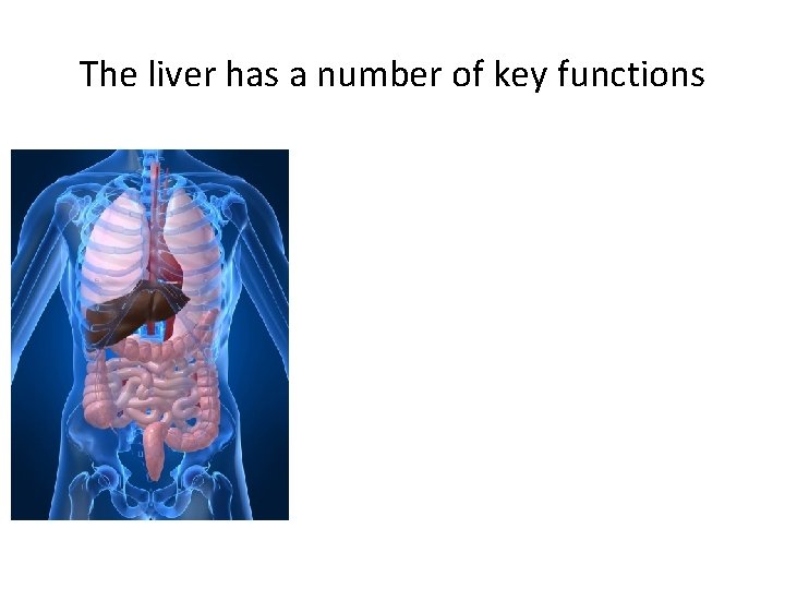 The liver has a number of key functions 