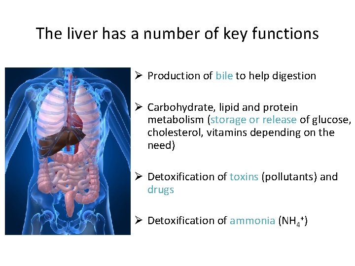 The liver has a number of key functions Ø Production of bile to help