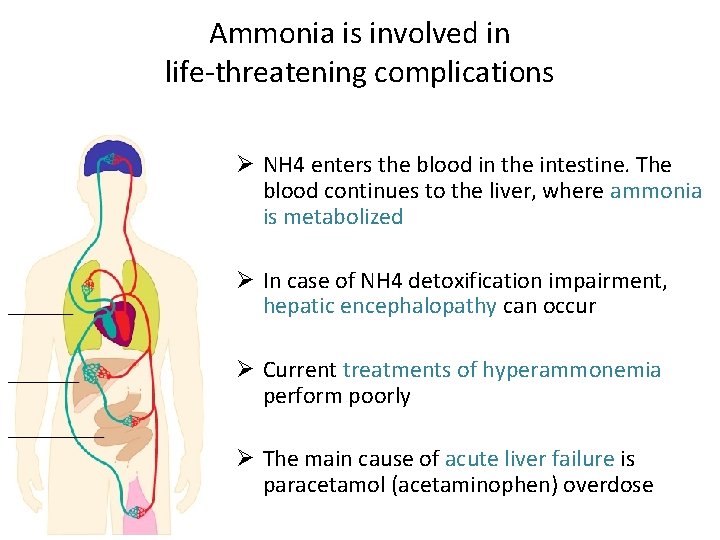 Ammonia is involved in life-threatening complications Ø NH 4 enters the blood in the