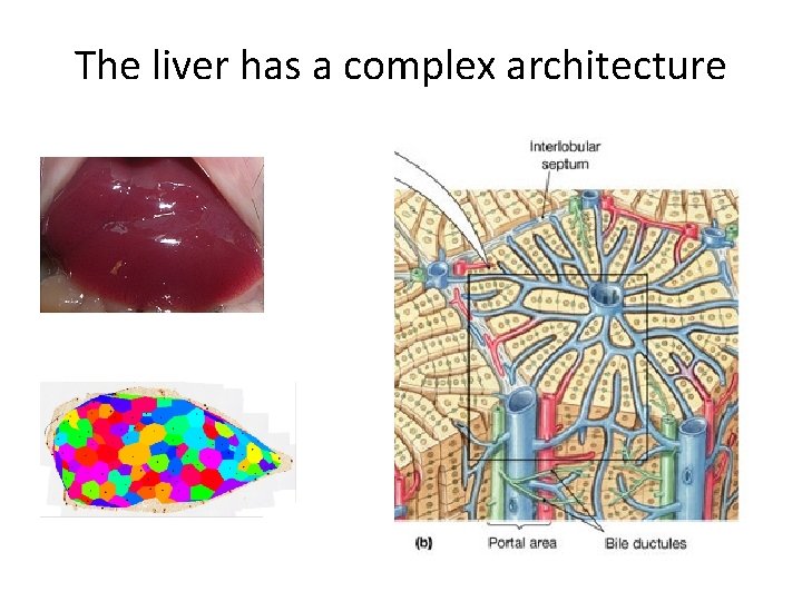 The liver has a complex architecture 