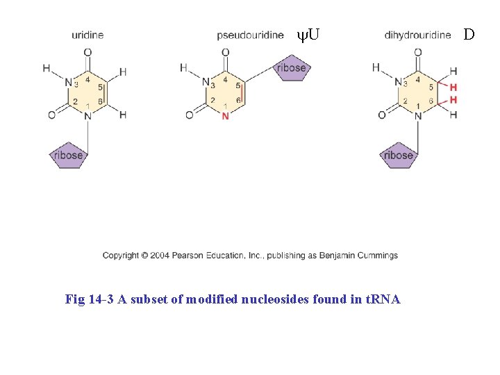 y. U Fig 14 -3 A subset of modified nucleosides found in t. RNA