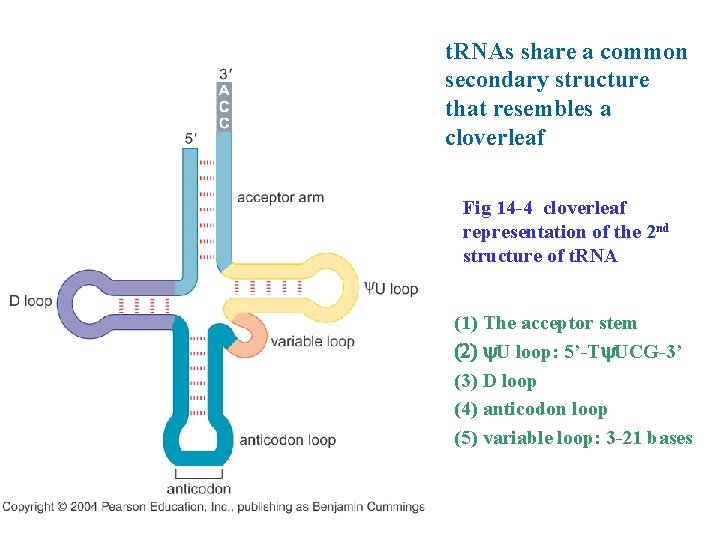 t. RNAs share a common secondary structure that resembles a cloverleaf Fig 14 -4
