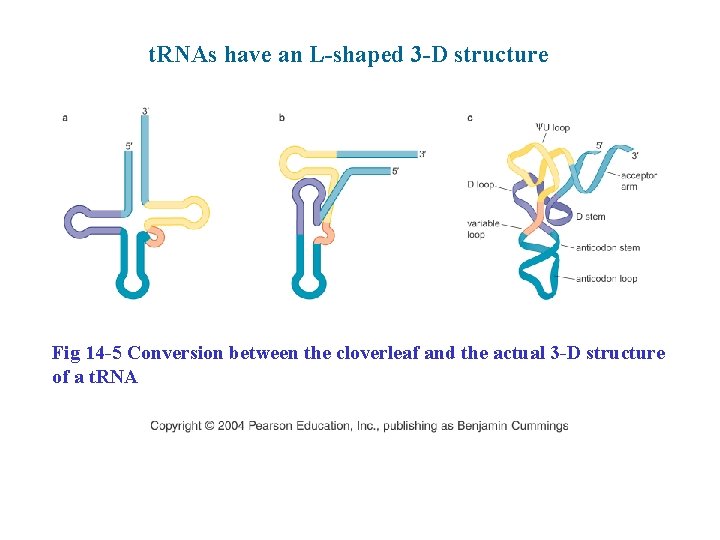 t. RNAs have an L-shaped 3 -D structure Fig 14 -5 Conversion between the