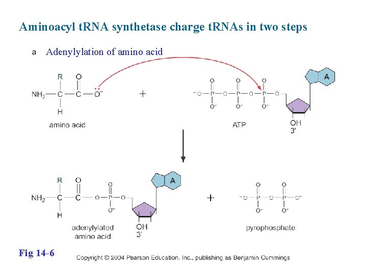 Aminoacyl t. RNA synthetase charge t. RNAs in two steps Adenylylation of amino acid