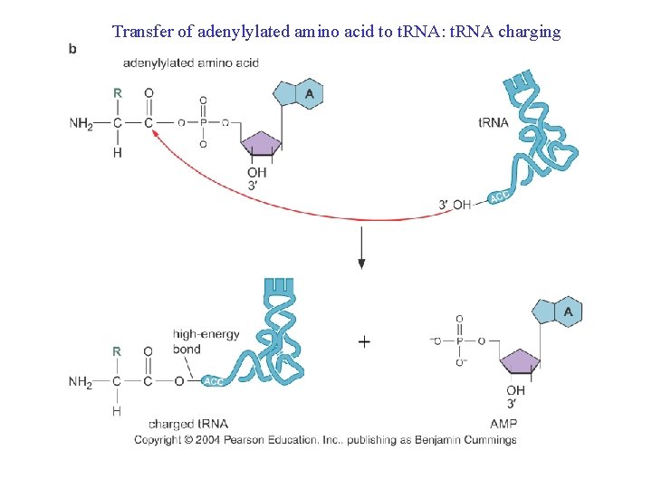 Transfer of adenylylated amino acid to t. RNA: t. RNA charging 