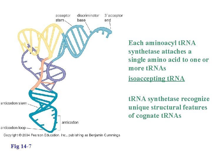  • Each aminoacyl t. RNA synthetase attaches a single amino acid to one