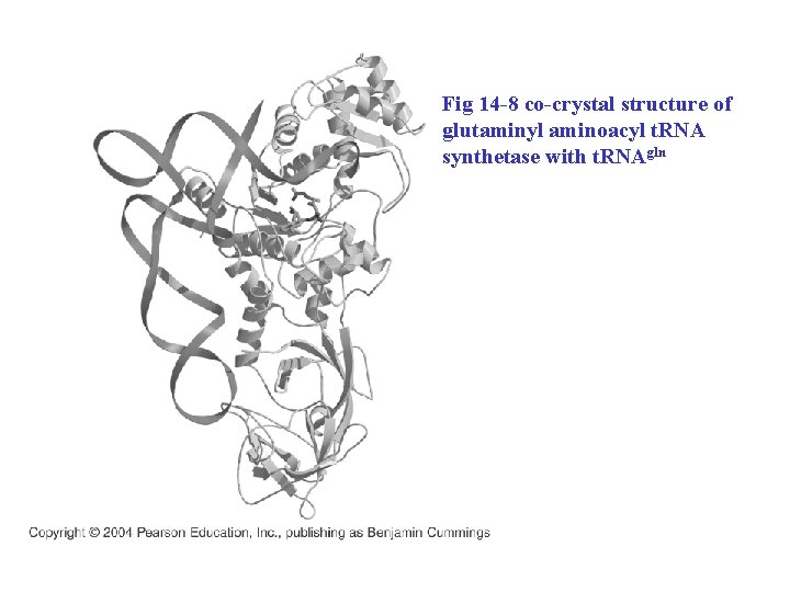 Fig 14 -8 co-crystal structure of glutaminyl aminoacyl t. RNA synthetase with t. RNAgln