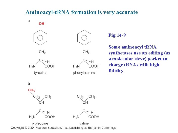 Aminoacyl-t. RNA formation is very accurate Fig 14 -9 Some aminoacyl t. RNA synthetases