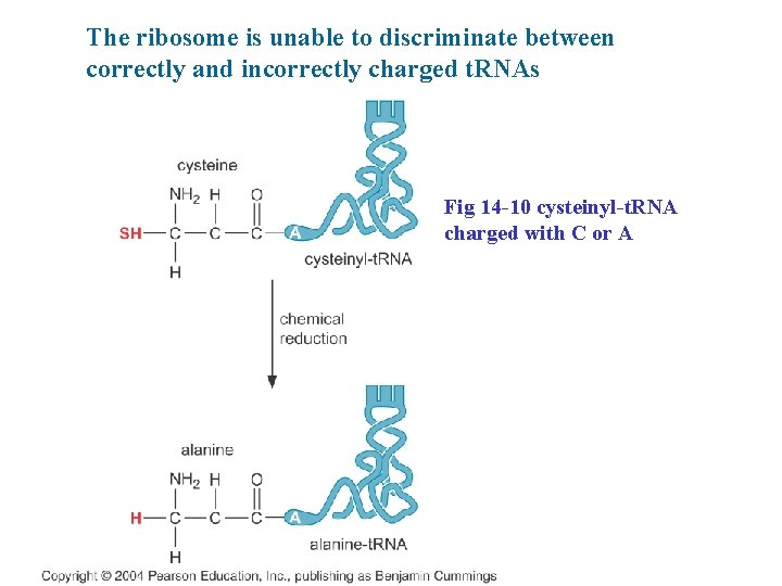 The ribosome is unable to discriminate between correctly and incorrectly charged t. RNAs Fig