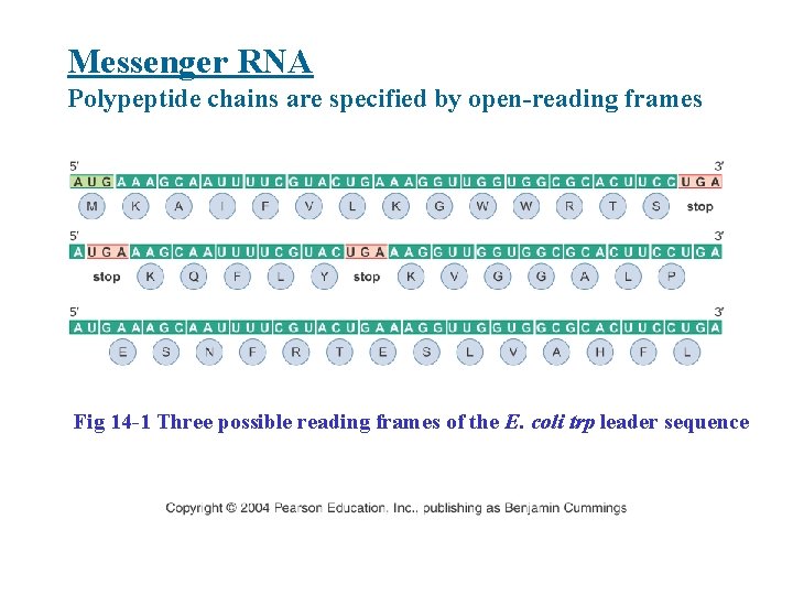 Messenger RNA Polypeptide chains are specified by open-reading frames Fig 14 -1 Three possible