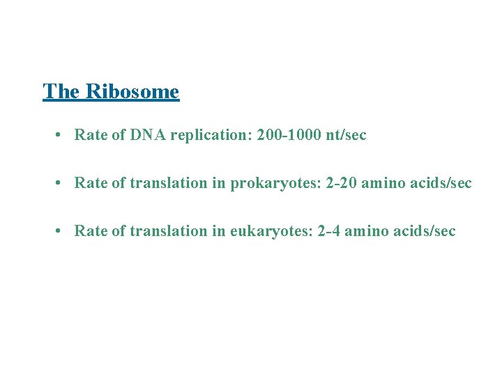 The Ribosome • Rate of DNA replication: 200 -1000 nt/sec • Rate of translation