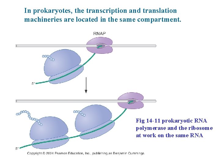 In prokaryotes, the transcription and translation machineries are located in the same compartment. Fig