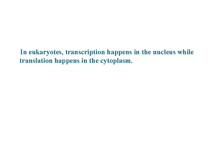 In eukaryotes, transcription happens in the nucleus while translation happens in the cytoplasm. 