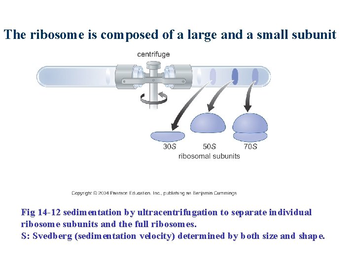 The ribosome is composed of a large and a small subunit Fig 14 -12