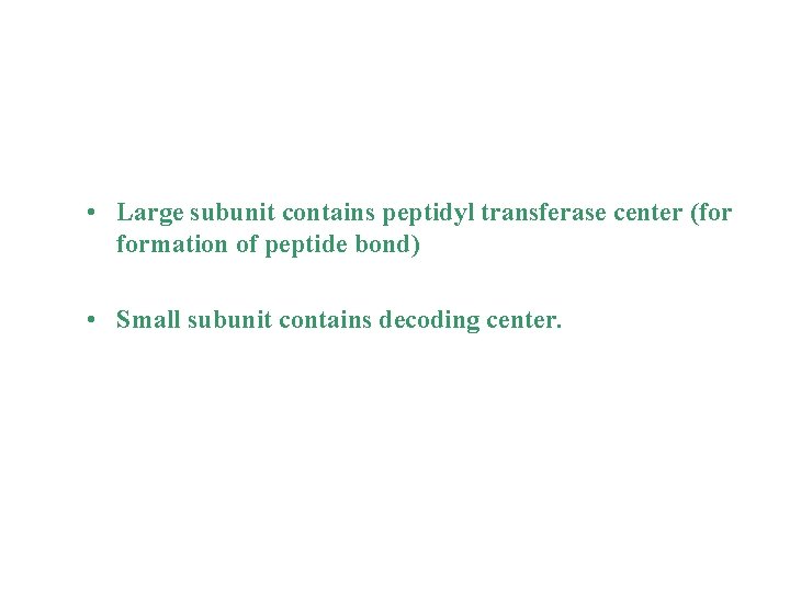  • Large subunit contains peptidyl transferase center (for formation of peptide bond) •