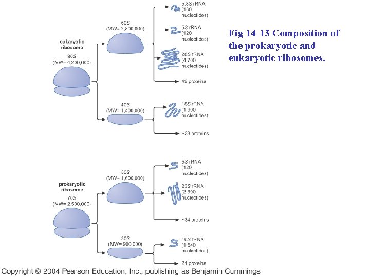 Fig 14 -13 Composition of the prokaryotic and eukaryotic ribosomes. 