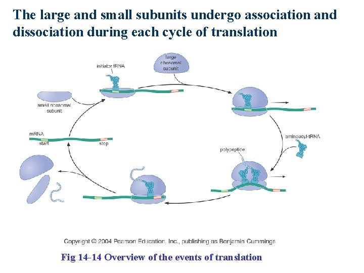 The large and small subunits undergo association and dissociation during each cycle of translation