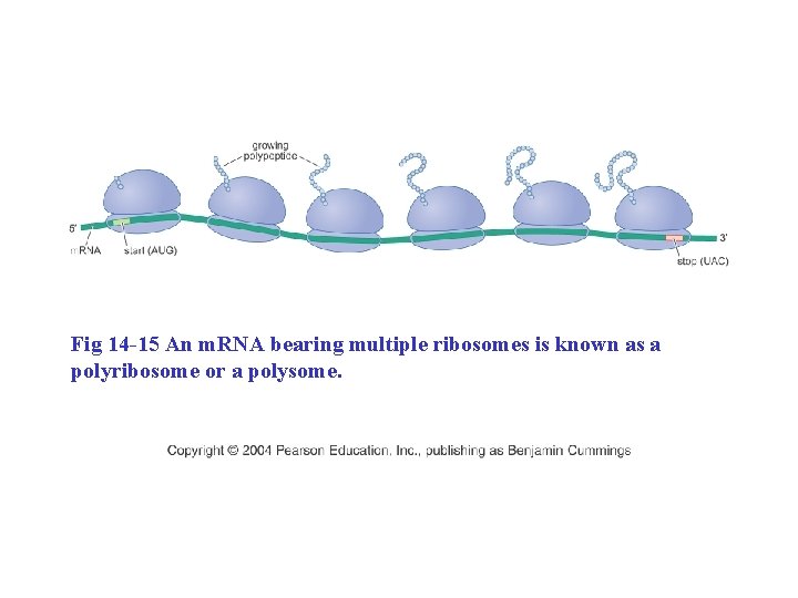 Fig 14 -15 An m. RNA bearing multiple ribosomes is known as a polyribosome