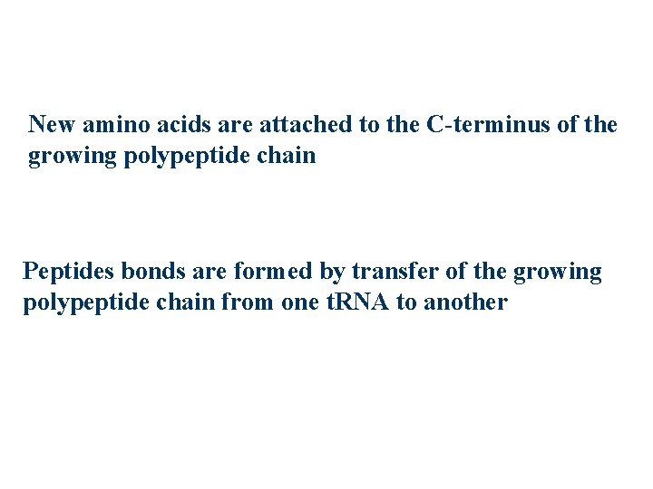 New amino acids are attached to the C-terminus of the growing polypeptide chain Peptides