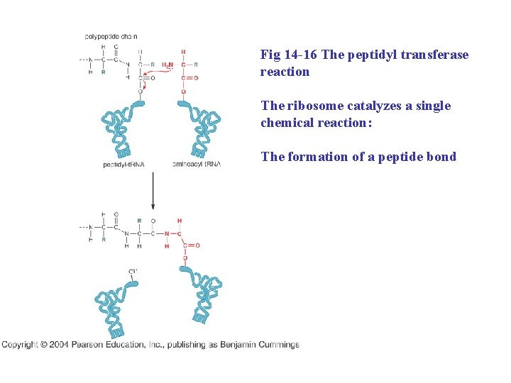 Fig 14 -16 The peptidyl transferase reaction The ribosome catalyzes a single chemical reaction: