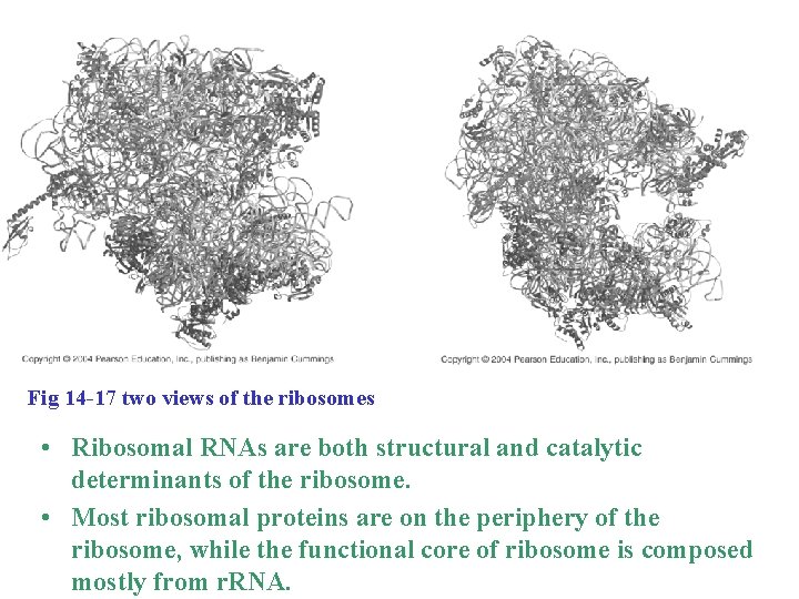 Fig 14 -17 two views of the ribosomes • Ribosomal RNAs are both structural