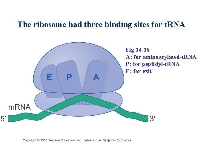 The ribosome had three binding sites for t. RNA Fig 14 -18 A: for