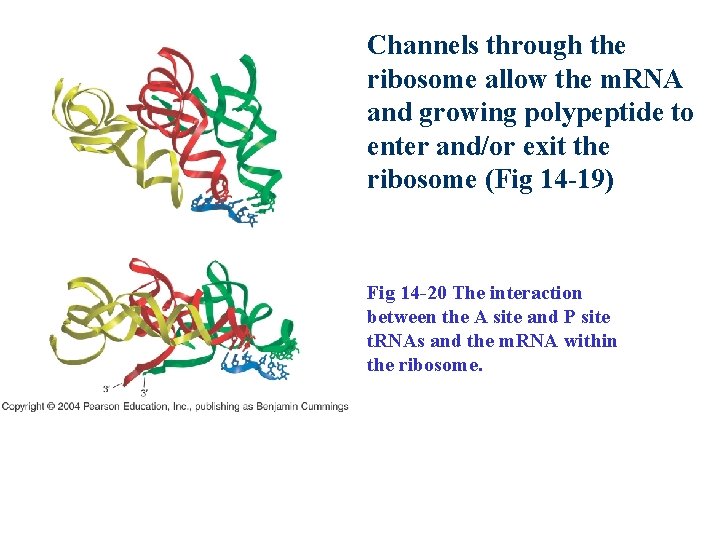 Channels through the ribosome allow the m. RNA and growing polypeptide to enter and/or