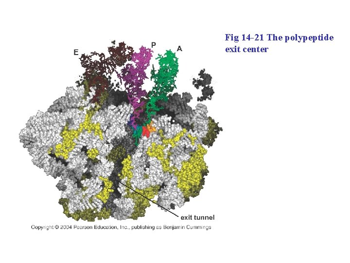 Fig 14 -21 The polypeptide exit center 