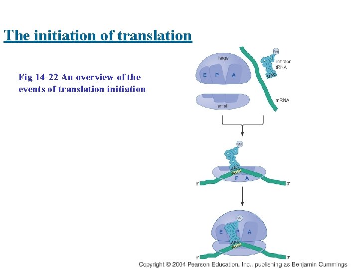 The initiation of translation Fig 14 -22 An overview of the events of translation