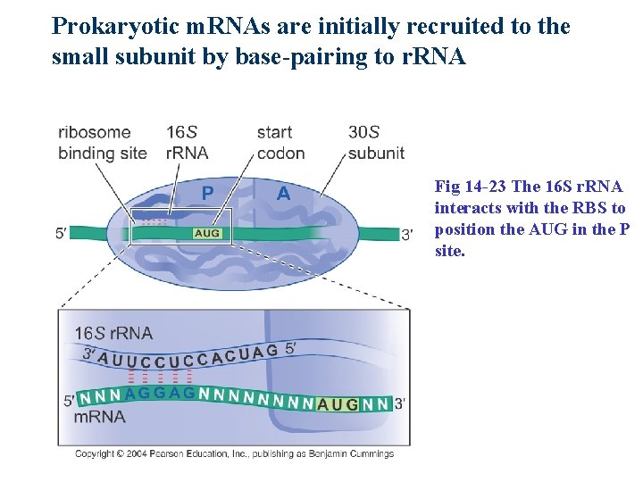 Prokaryotic m. RNAs are initially recruited to the small subunit by base-pairing to r.