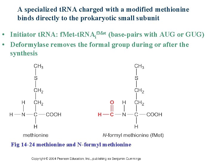 A specialized t. RNA charged with a modified methionine binds directly to the prokaryotic