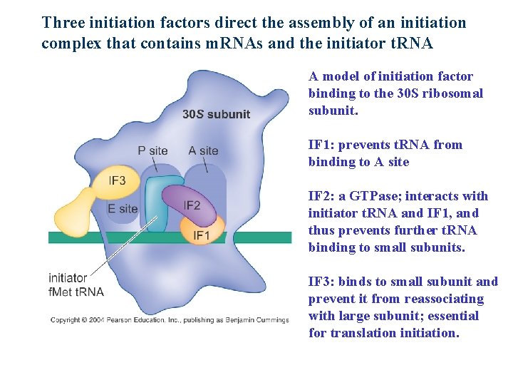 Three initiation factors direct the assembly of an initiation complex that contains m. RNAs