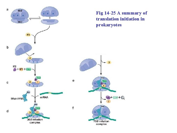 Fig 14 -25 A summary of translation initiation in prokaryotes 