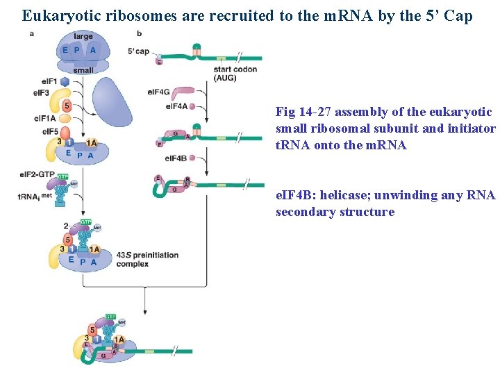 Eukaryotic ribosomes are recruited to the m. RNA by the 5’ Cap Fig 14