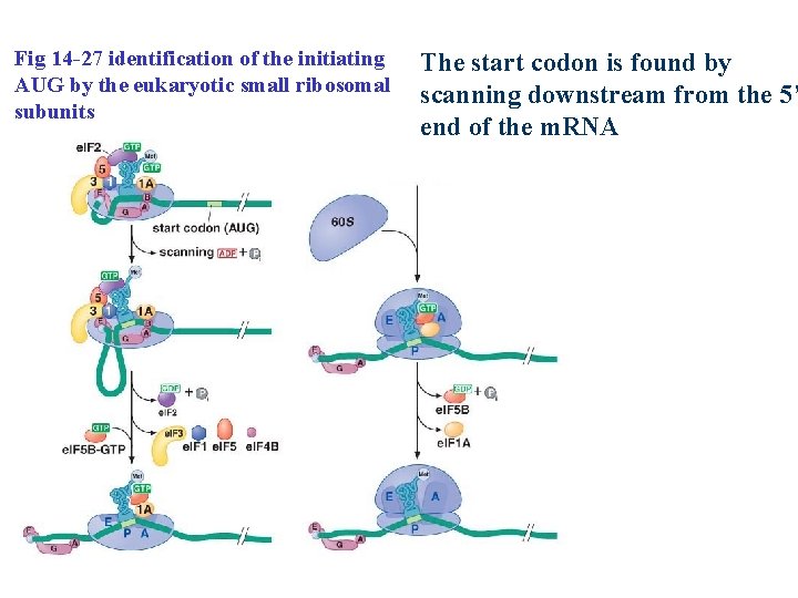 Fig 14 -27 identification of the initiating AUG by the eukaryotic small ribosomal subunits