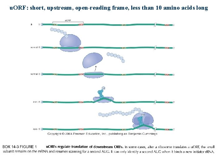 u. ORF: short, upstream, open-reading frame, less than 10 amino acids long 