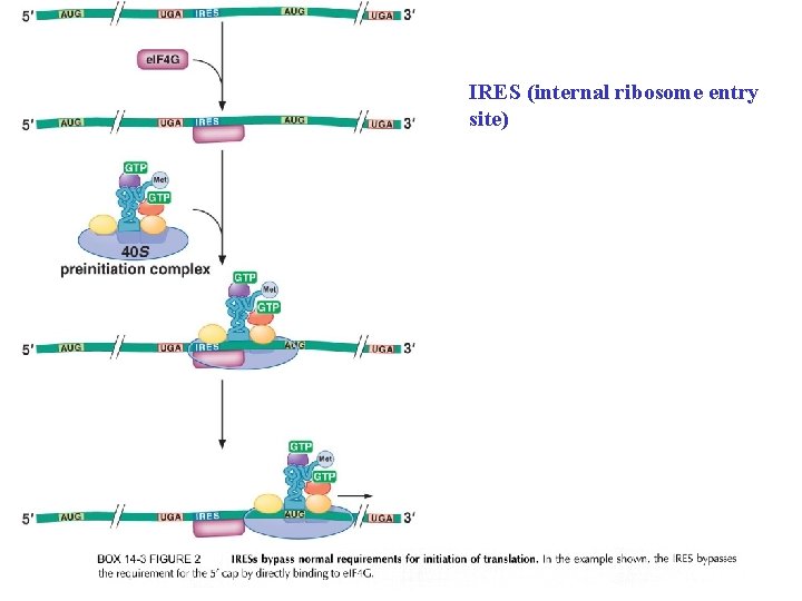 IRES (internal ribosome entry site) 