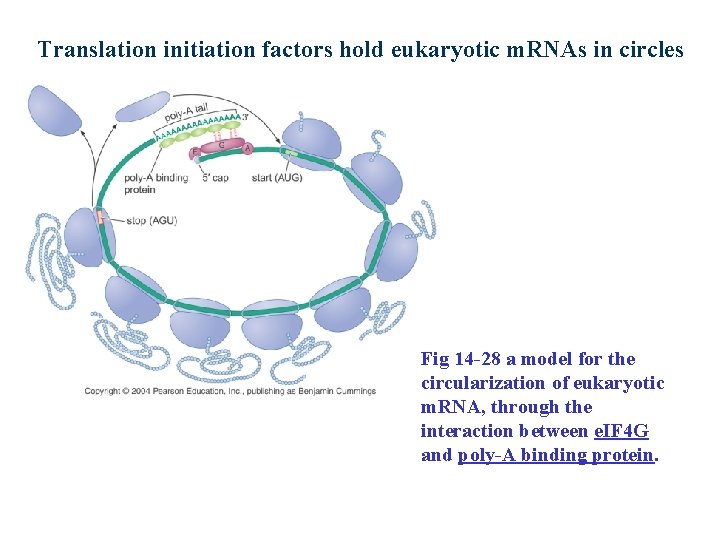 Translation initiation factors hold eukaryotic m. RNAs in circles Fig 14 -28 a model
