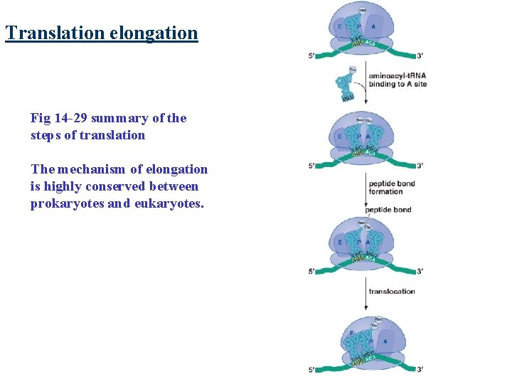 Translation elongation Fig 14 -29 summary of the steps of translation The mechanism of