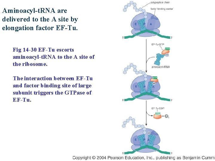 Aminoacyl-t. RNA are delivered to the A site by elongation factor EF-Tu. Fig 14