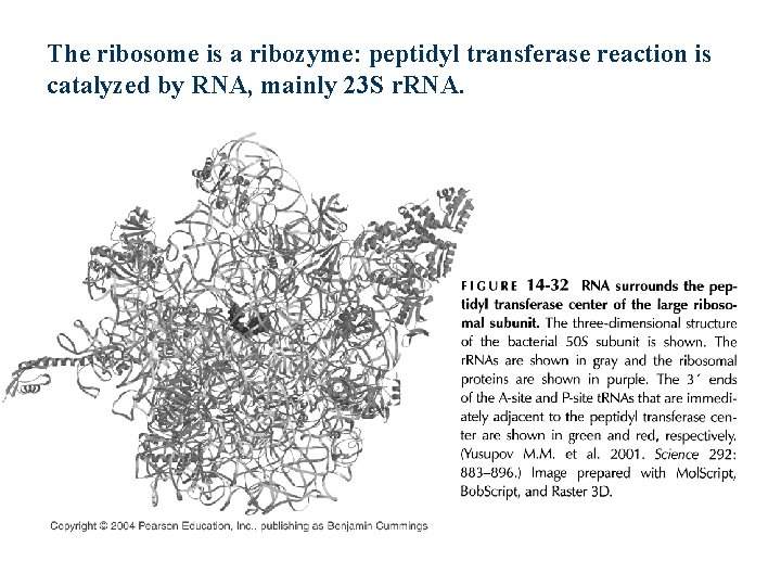 The ribosome is a ribozyme: peptidyl transferase reaction is catalyzed by RNA, mainly 23