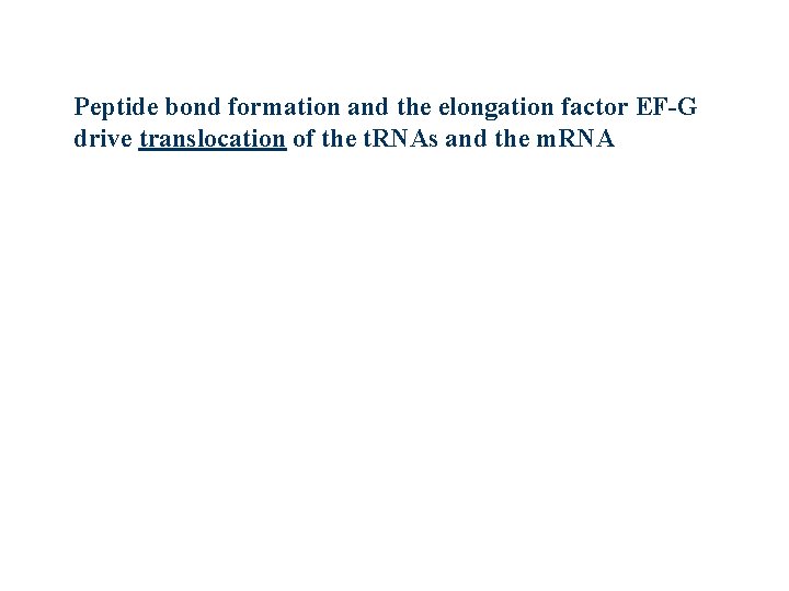 Peptide bond formation and the elongation factor EF-G drive translocation of the t. RNAs