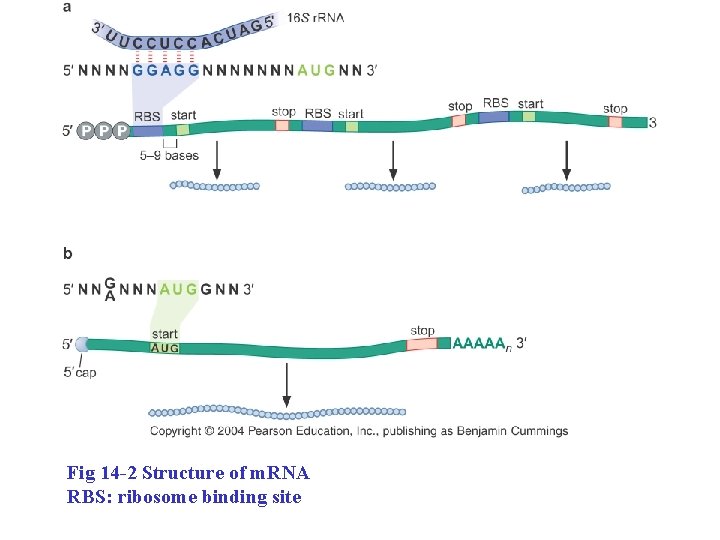 Fig 14 -2 Structure of m. RNA RBS: ribosome binding site 